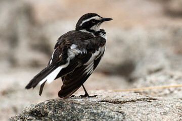 Bergeronnette du Cap,.Motacilla capensis, Cape Wagtail