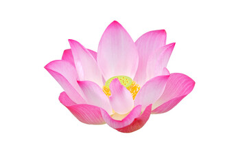 pink lotus flower isolated