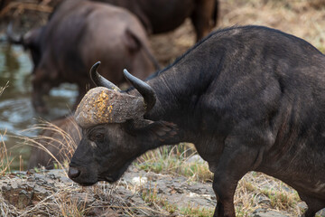 Buffle d'Afrique, Syncerus caffer, Parc national Kruger, Afrique du Sud