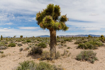 Fototapeta na wymiar Joshua Tree in the scrub off the side of a dirt road in Nevada, USA.