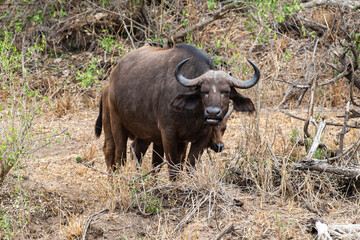 Obraz premium Buffle d'Afrique, Syncerus caffer, Parc national Kruger, Afrique du Sud