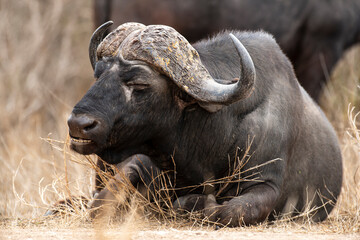 Buffle d'Afrique, Syncerus caffer, Parc national Kruger, Afrique du Sud