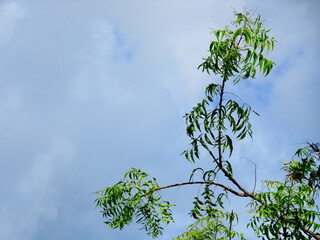 Tree branches with green leaves and cloud background