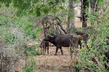 Buffle d'Afrique, Syncerus caffer, Parc national Kruger, Afrique du Sud
