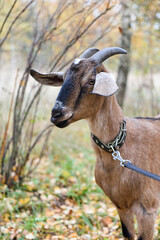 Goat of the Nubian breed on a leash in the village