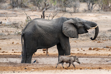 &Eacute;l&eacute;phant d'Afrique, Loxodonta africana, Lion, Parc national Kruger, Afrique du Sud