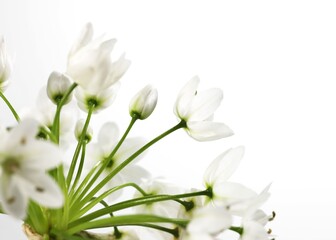 Obraz na płótnie Canvas White flower of ornithogalum, isolated on white background