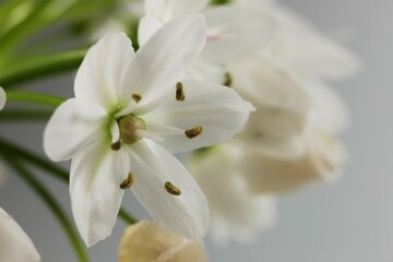 White flower of ornithogalum, isolated on white background