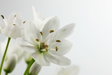 Naklejka na ściany i meble White flower of ornithogalum, isolated on white background