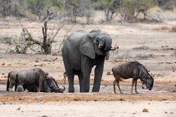 Fototapeta premium Éléphant d'Afrique, Loxodonta africana, Lion, Parc national Kruger, Afrique du Sud
