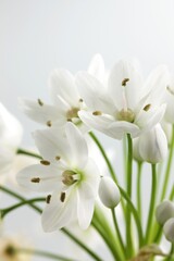 Fototapeta premium White flower of ornithogalum, isolated on white background