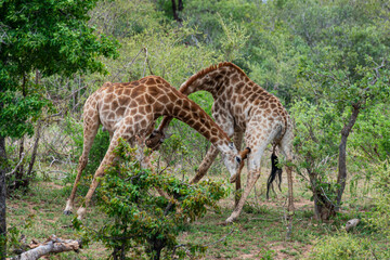 Naklejka na ściany i meble Girafe, Giraffa Camelopardalis, Parc national Kruger, Afrique du Sud