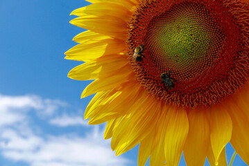 Close up of colorful large sunflower with bees and a blue sky background