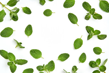 Fresh zaatar, oregano leaves composition on white  background. Top view with copy space - obrazy, fototapety, plakaty