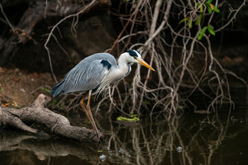 Héron cendré, Ardea cinerea, Grey Heron