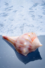 conch shell on the beach 2085 MO 082020