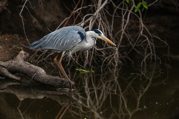 Héron cendré, Ardea cinerea, Grey Heron