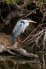 Héron cendré, Ardea cinerea, Grey Heron
