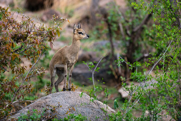 Oréotrague, klipspringer, Oreotragus oreotragus