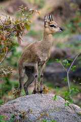 Oréotrague, klipspringer, Oreotragus oreotragus