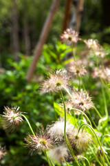 Obraz premium Pulsatilla alpina alpine pasqueflower plant