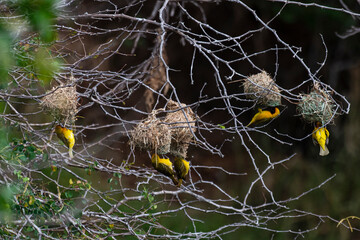 Tisserin intermédiaire,.Ploceus intermedius, Lesser Masked Weaver