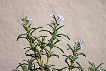 Rosemary flowers in bloom
