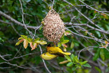 Tisserin intermédiaire,
Ploceus intermedius, Lesser Masked Weaver