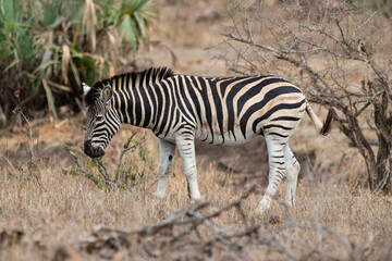 Fototapeta na wymiar Zèbre de Burchell, jeune, Equus quagga, Parc national Kruger, Afrique du Sud