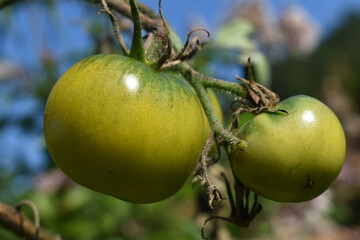 Tomatenernte der letzten Tomaten zum Nachreifen, Tomaten faulen am Ende des Sommers, schnell noch...