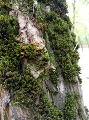 moss on tree