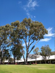 trees and the sky