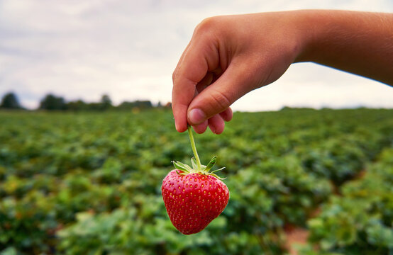 A child holds a freshly picked red strawberry in his hand. With a blurry strawberry field in the background.