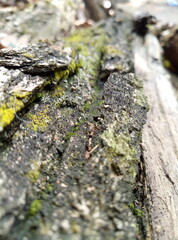 moss on a rock
