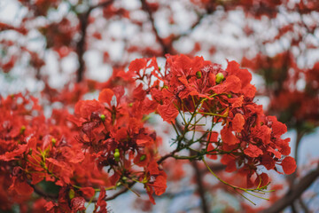 The tree full of orange flower and orange leaves 