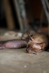 Brown cat with a bland face sleeping with her kittens
