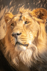 portrait of a majestic male lion