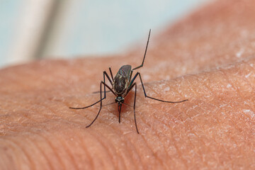 Aedes mosquitoes that are about to suck blood on human skin, macro photography.