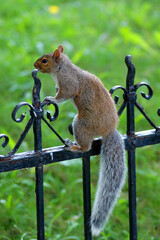 squirrel on the fence
