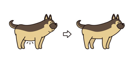 犬のダイエット　ビフォアアフター