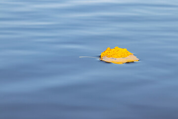 Autumn. Yellow leaf in water. Autumn mood.