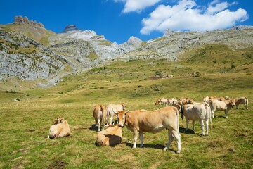 Fototapeta na wymiar Cows in the Pyrenees