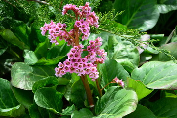 Delicate pink flowers of bergenia bloom in the garden in early spring.