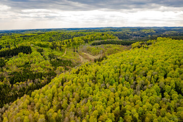 Wald im Frühling