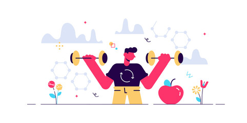 Male metabolism vector illustration. 