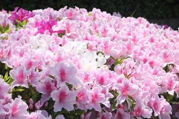 Beautiful pink and white Rhododendron flowers wallpaper background, Japan, soft focus