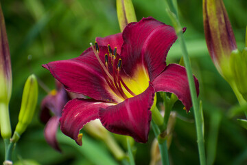 Deep red or maroon daylily with yellow throat in Michigan garden