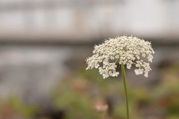 white wild flowers 