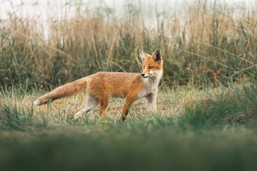 Red fox - 378149027