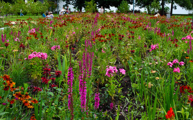 Colorful flowers grow on a flowerbed in the park